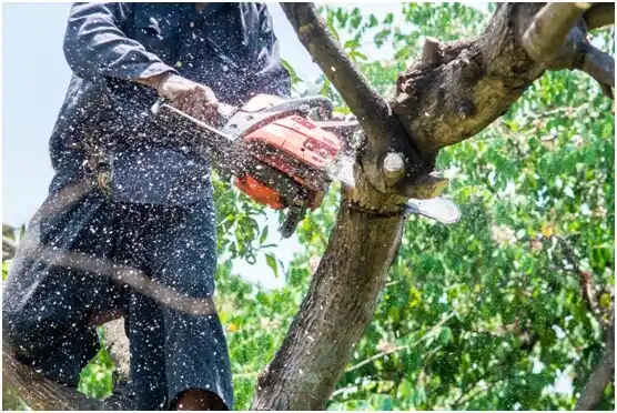 tree services Richmond